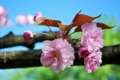 flower meditation