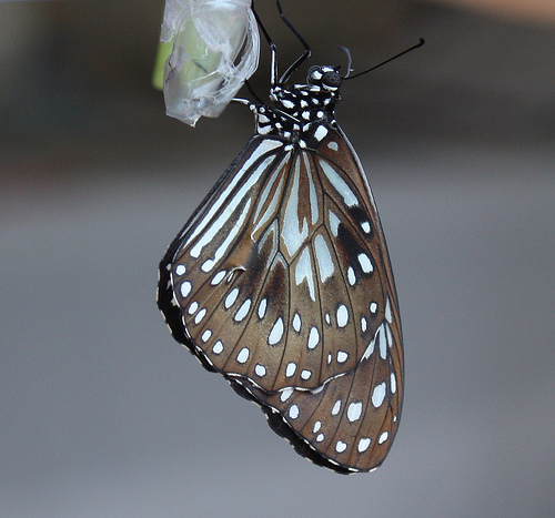 chrysalis